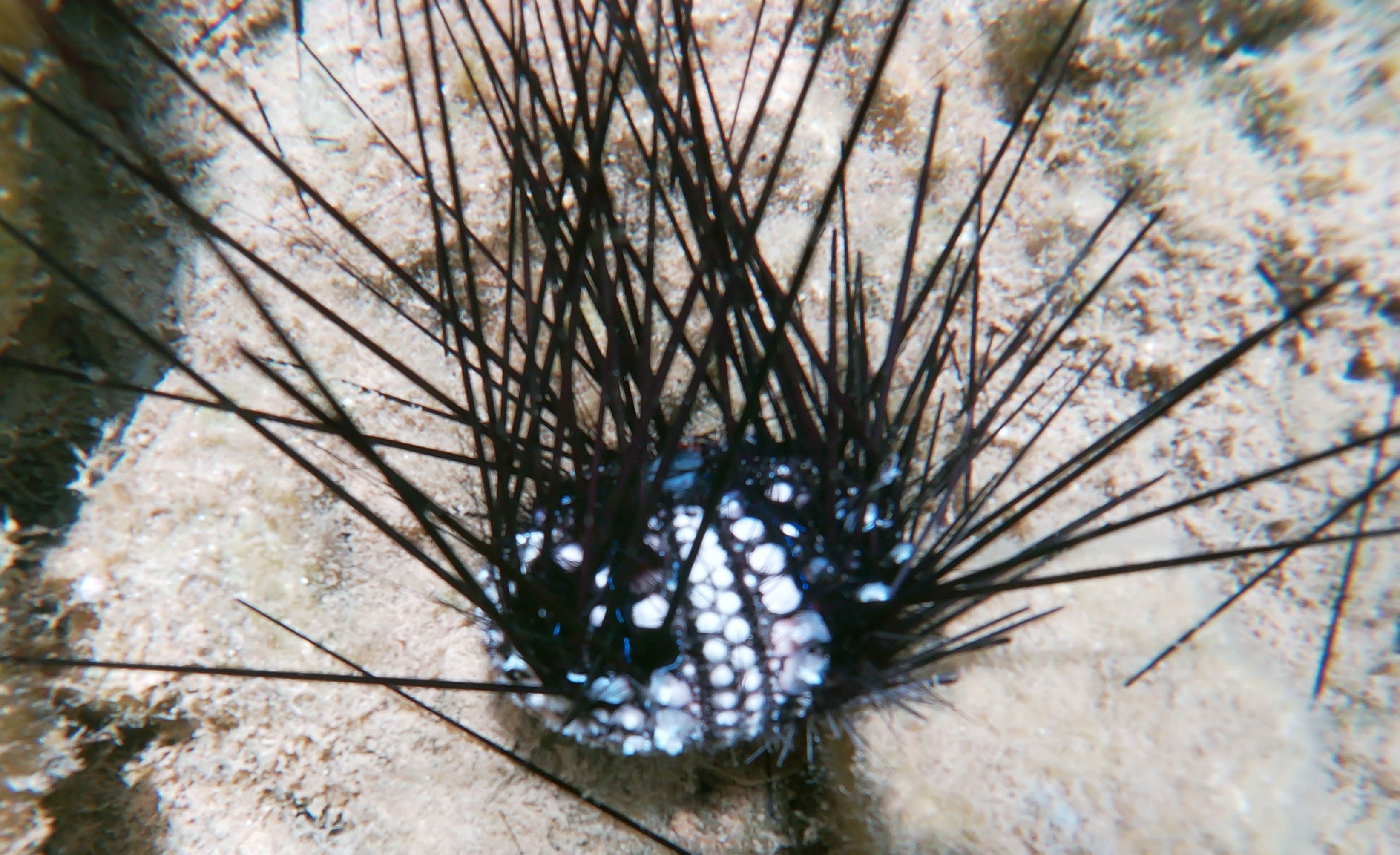 A dying D. setosum urchin. 