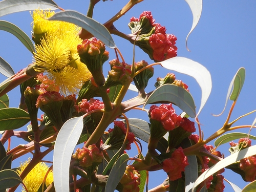 Eucalyptus erythrocorys. | Picture by: Moshe Peri