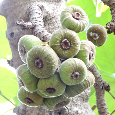 syconiums of Ficus auriculata. | Picture by: Yael Orgad