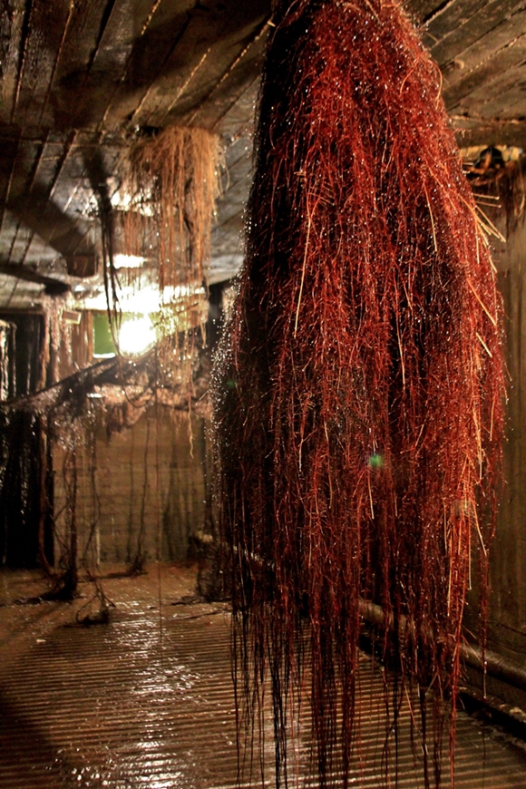 The Roots Lab. | Picture by: Roi Kantor