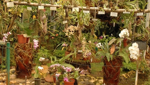 Orchids in the Tropical Conservatory. | Picture by: Gavri Sion