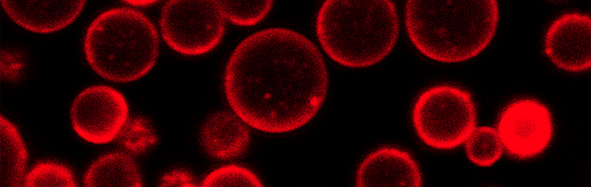 Recognizing her groundbreaking work in designing smart liquids with life-like properties for advanced applications in biosensing and drug delivery

