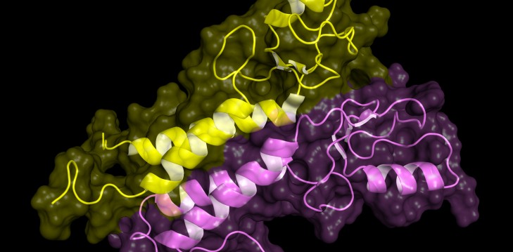Protein structure analysis