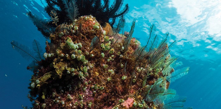 ascidians (sea squirts)