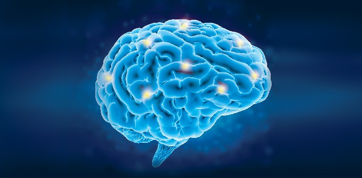brain