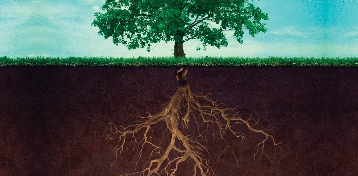  plants know how to reach their destination