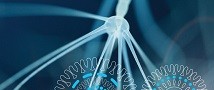 Call for Tenure Track Faculty Positions in Neurobiology 