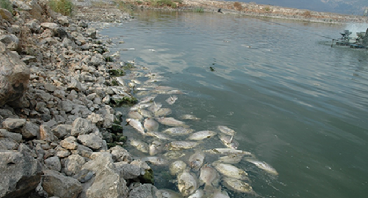 Tilapia Lake Virus research is one of most impactful research projects