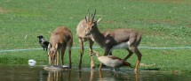 TAU Zoological Garden