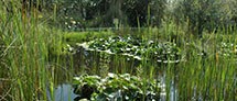 The Yehuda Naftali Botanic Garden