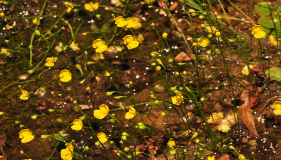 Humped Bladderwort. Photo credit: Gavri Sion Humped Bladderwort. Photo credit: Gavri Sion