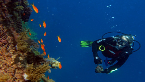 Prof. Shenkar during research dive