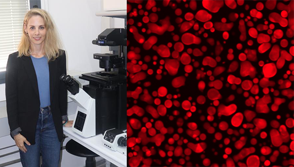 Prof. Ayala Lampel Wins Nanomaterials Young Investigator Award