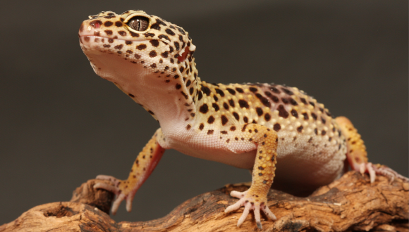 Leopard gecko