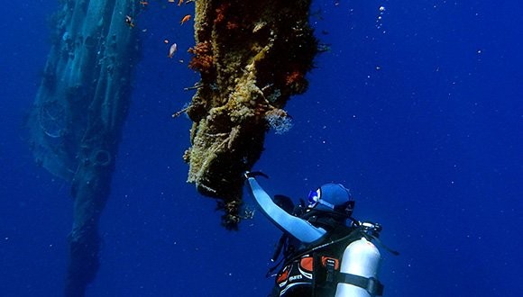 Gal Vered during her research work at the Gulf of Eilat (photo: Hila Dror)