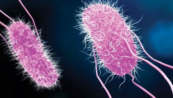 It turns out that hackers have a lot to learn from bacteria