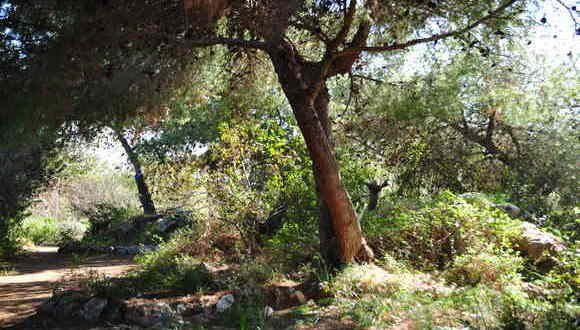 The Mediterranean Scrub. | Picture by: Gavri Sion