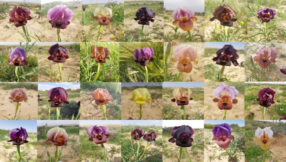 Oncocyclus Iris collection. photos by: Yuval Sapir