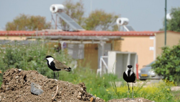 A pair of Spur-winged Lapwings | photo by: Avichai Ran