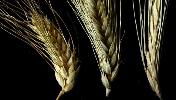 TAU researchers' article on wheat rust selected as Genome’s Editor’s Choice