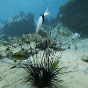Within just a few months a deadly epidemic  killed all the black sea urchins in the Gulf of Eilat 