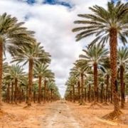 Desert Agriculture