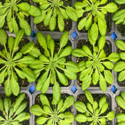 An Opening for a Faculty Position in the Plant Sciences and Food Security