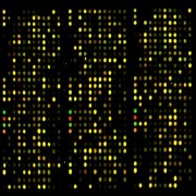 Microarray image