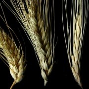 Article selected as Genome’s Editor’s ChoiceTAU researchers' paper on wheat rust selected amongst Genome’s Editor’s Choice for 2014